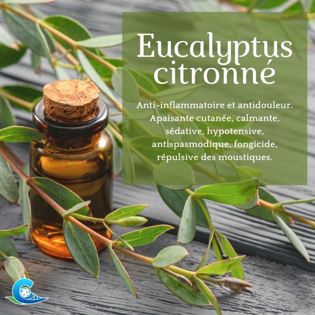 [HEEC10ML] Huile Essentielle d'Eucalyptus Citronne Bio Ceven'Aromes 10Ml