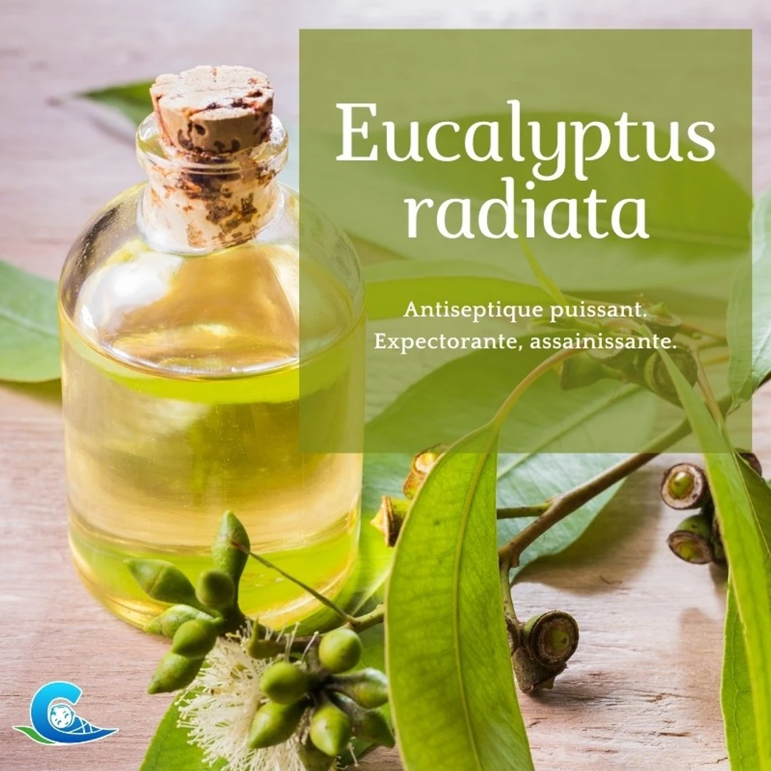 Huile Essentielle d'Eucalyptus Radiata Bio Ceven'Aromes 10ml