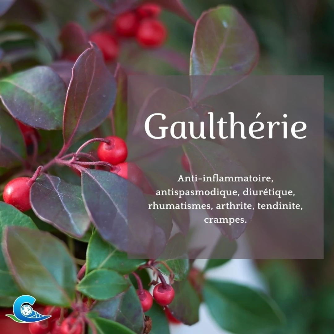 Huile Essentielle de Gaulthérie Bio Ceven'Aromes 10ml