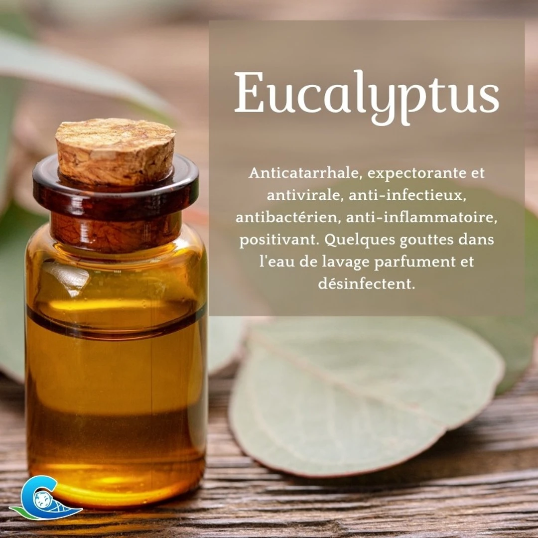 Huile Essentielle d'Eucalyptus Bio Ceven'Aromes 10 ml