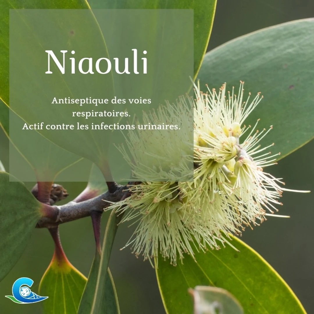 [HESSN] Huile Essentielle de Niaouli Bio Ceven'Aromes 10ml
